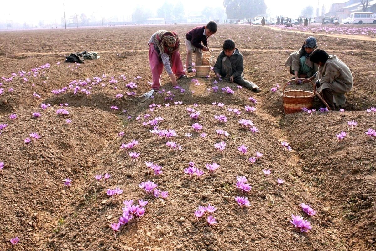 Pure Kashmir Saffron