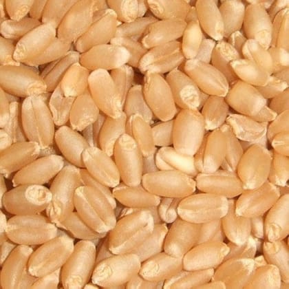 The Gir Whole Wheat Tukda (गेहूं)- 1 kg