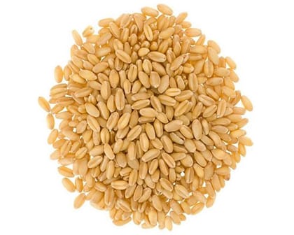 Sharbati Wheat 306