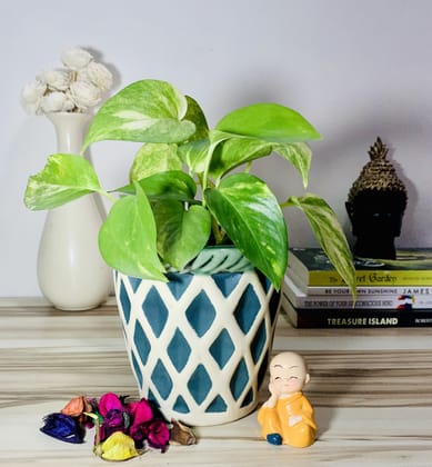 Homefrills Small Matte Finish Green Stripped Design Ceramic planters Pot for Indoor & Outdoor Home, Garden, Office Decor,Balcony Planters Pot Gamla Size-12 * 12 cm