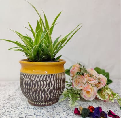 Homefrills Ceramic Stylish planters Pot Brown Colour for Indoor & Outdoor Home, Garden, Office Decor,Balcony Planters Pot Gamla Pot Size: 13 cm Wide & 13 cm high