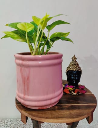 Homefrills Stylish Barrel Shape Glossy Finish Pink Ceramic Planter Pot for Indoor & Outdoor Home, Garden, Office Decor,Balcony Planters Pot Gamla Size-16 * 16 cm Colour-Pink