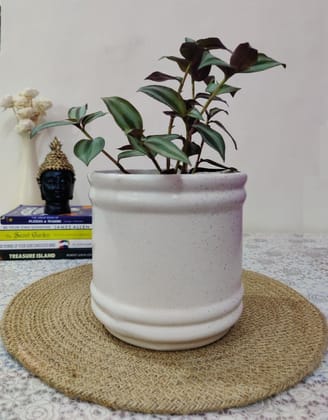 Homefrills Stylish Barrel Shape Glossy Finish White Ceramic Planter Pot for Indoor & Outdoor Home, Garden, Office Decor,Balcony Planters Pot Gamla Size-16 * 16 cm Colour-White