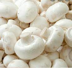 Button Mushroom Spawn/Seeds (Agaricus bisporus) 1 kg