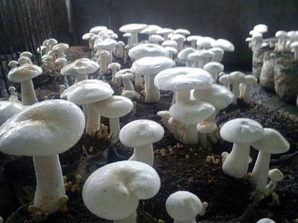 Milky Mushroom Spawn Calocybe Indica 2kg