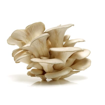 Dry Oyster Mushroom 100 gm || Sun Dried Grade A Quality