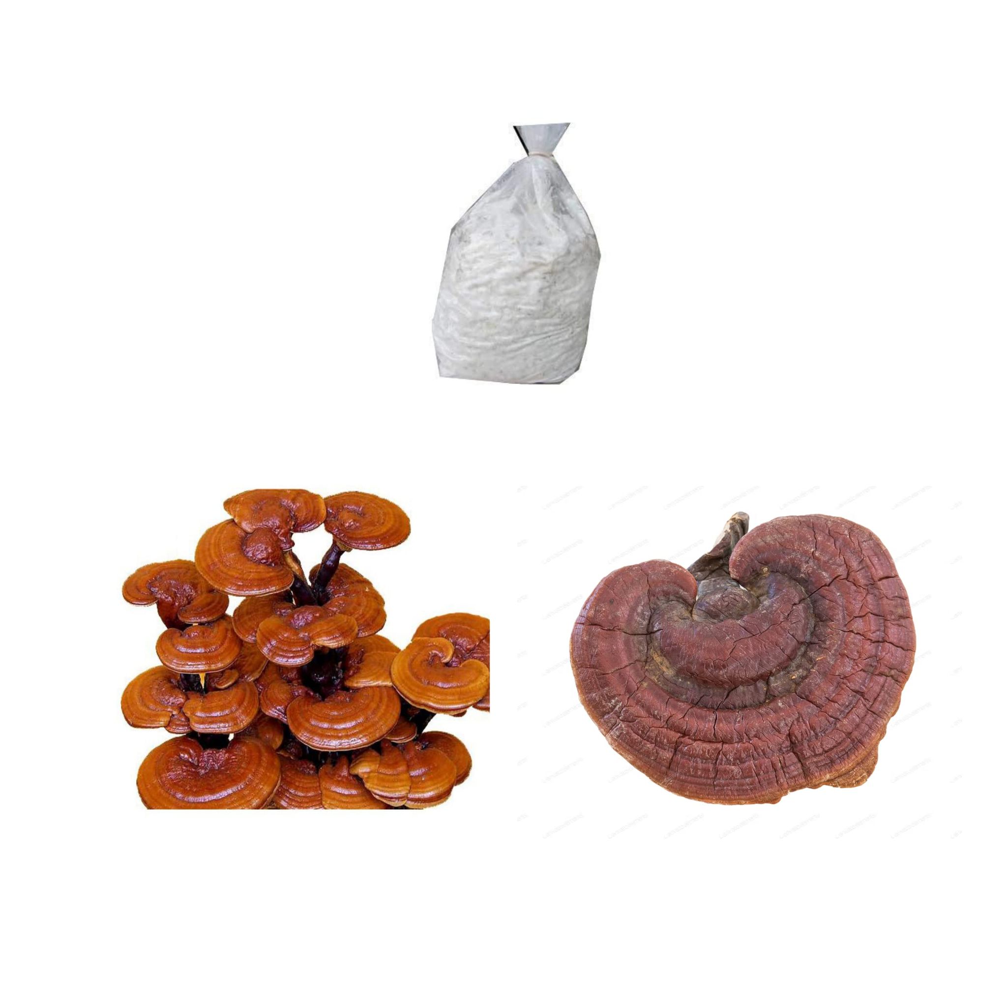 Ganoderma lucidum Mushroom Spawn (Reishi) 2 kg