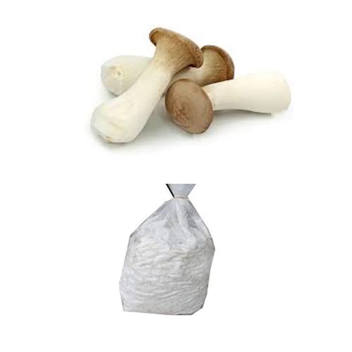 King Oyster Mushroom Spawn (Pleurotus eryngii) 2kg