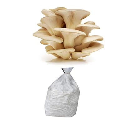Oyster Mushroom Spawn 2kg (Pleurotus Flabellatus) Plus 10 PP Bag