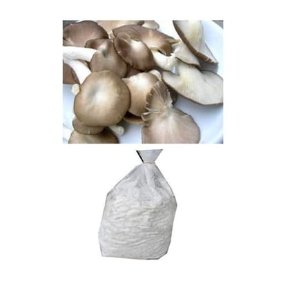 Oyster mushroom Spawn (Lentinus sajor-caju) Grey Oyster 2kg