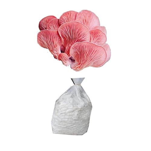 Oyster mushroom spawn Pink Oyster (Pleurotus djamor) 2kg