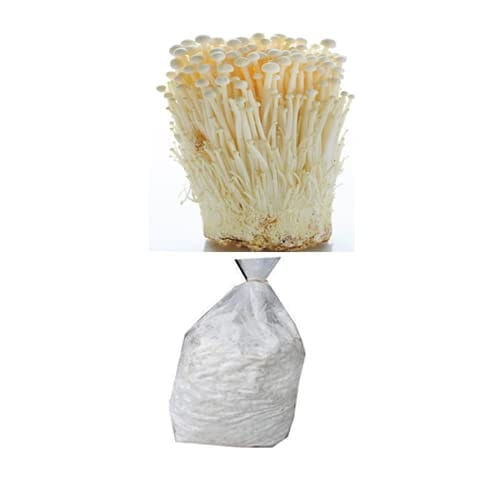 Enoki Mushroom Spawn (Flammulina velutipes) - 2 kg