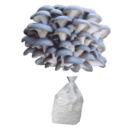 Oyster mushroom spawn (Pleurotus ostreatus) Blue Oyster 2kg