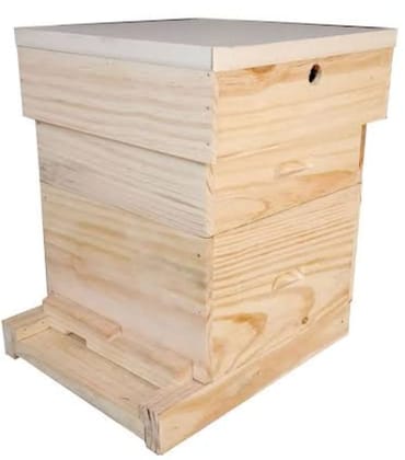 Bee Boxes-Apis Cerena (1 box)
