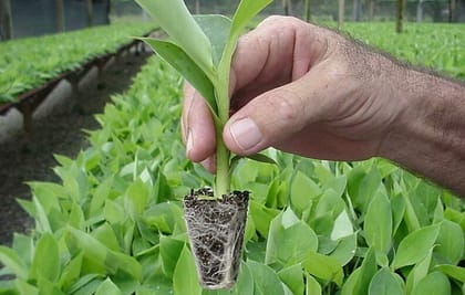 NSC Banana G-9 variety Primary Hardened Tissue Culture Plants