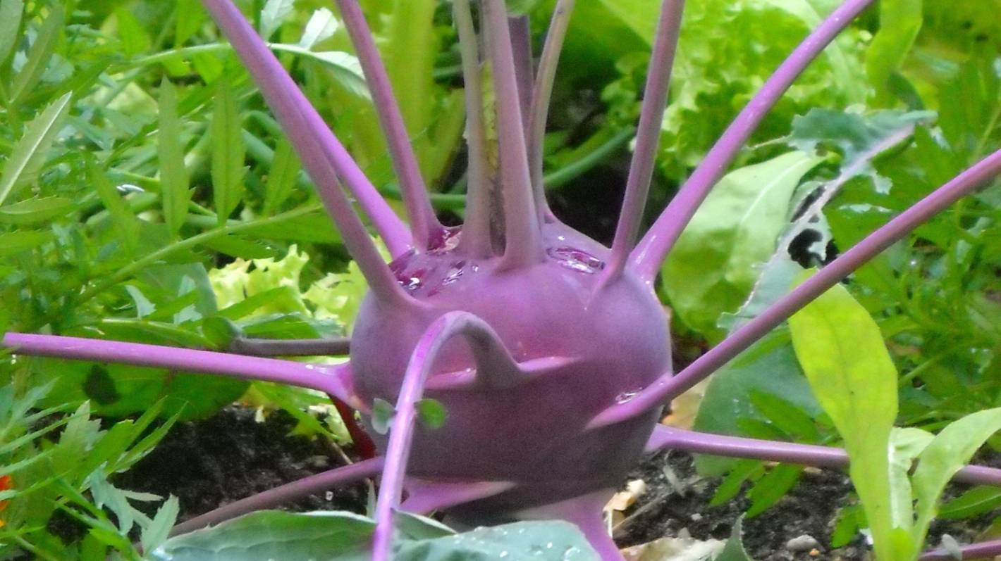 NSC-Crop-Knol Khol, Variety  WHITE VIENNA, 5 Gram