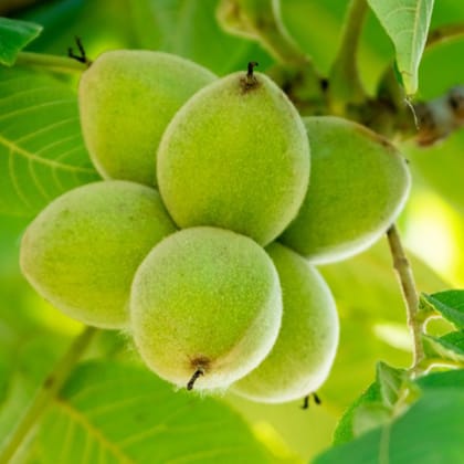 Premium Walnut Kernels