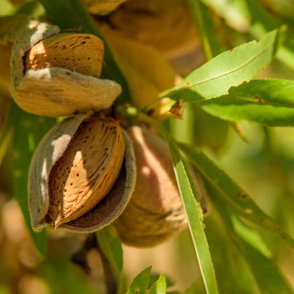 Premium Whole Premium Quality Almonds