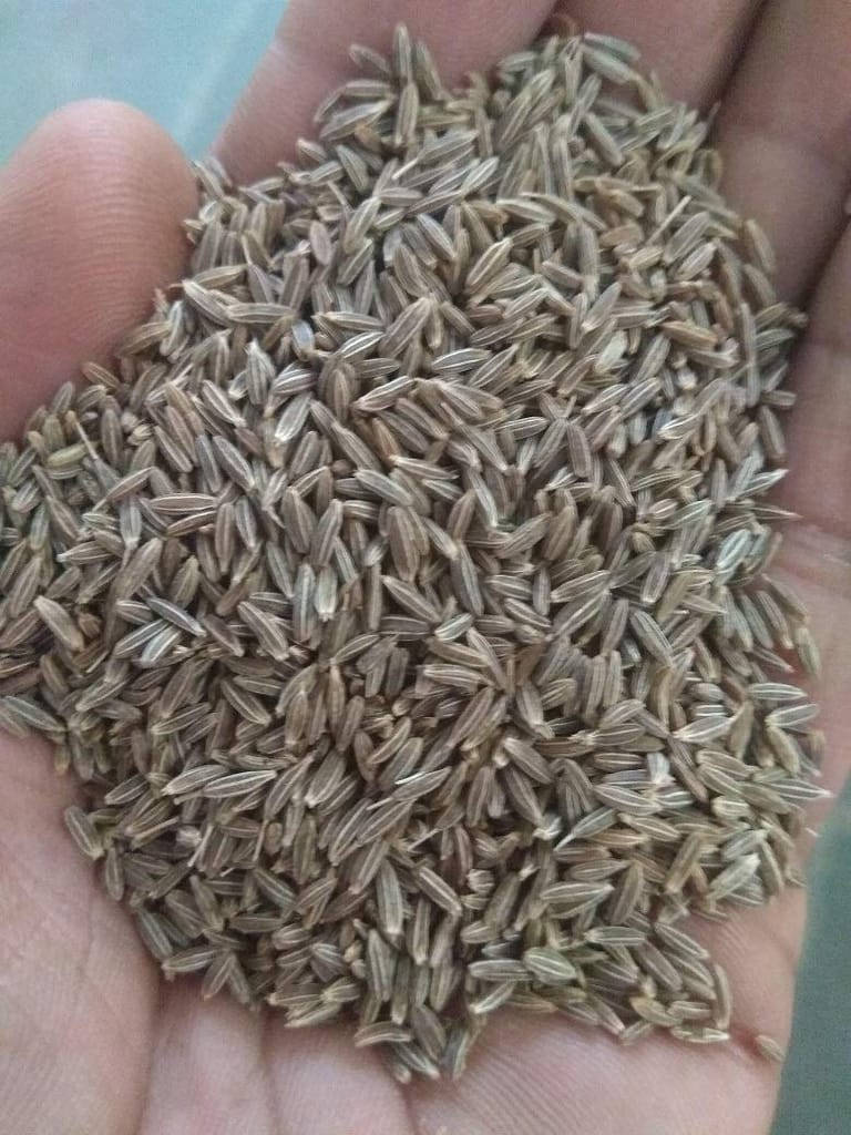 Organo Nutri Cumin Seeds Machine Clean Jeera (250 g)