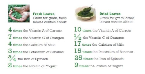 Organo Nutri Moringa Leaf Powder, 100 g