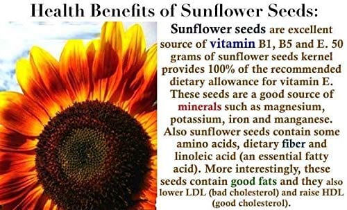 Organo Nutri Roasted Salted Sunflower Seeds (150 g)