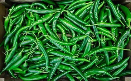 NSC Hybrid Chilli Arka meghna