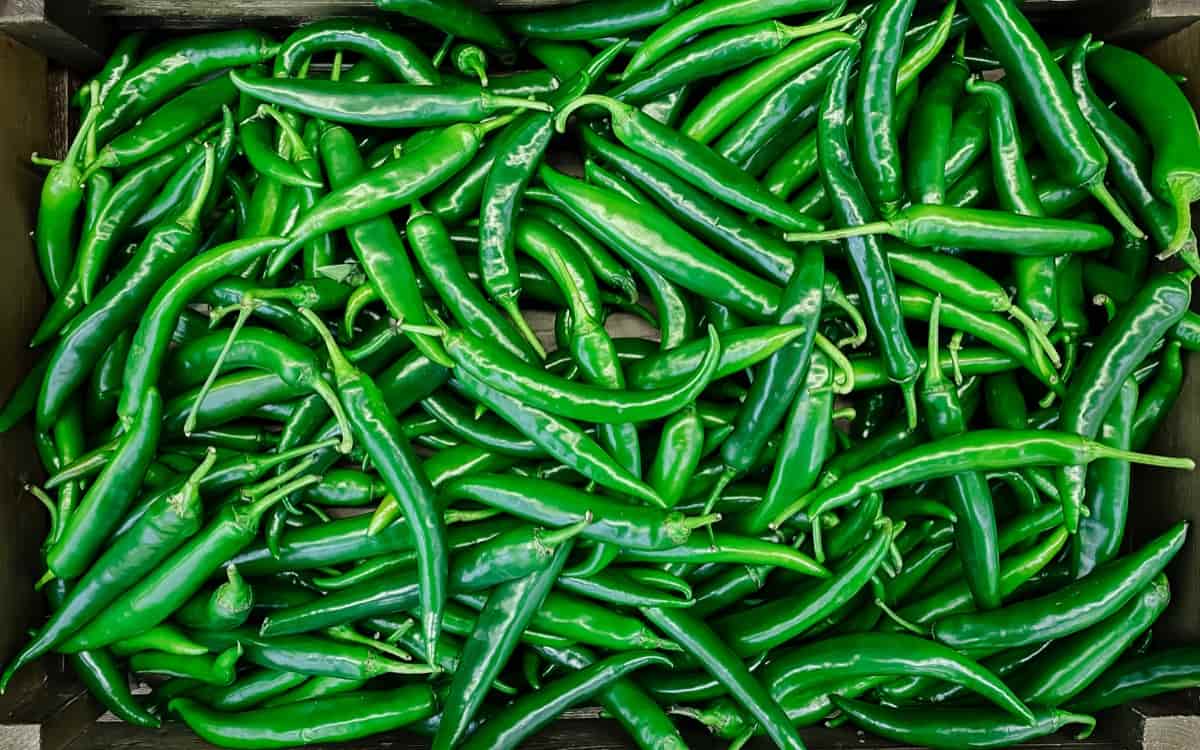 NSC Hybrid Chilli Arka meghna