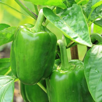 NSC Capsicum variety C.W.