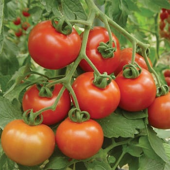 NSC Hybrid Tomato variety KASHI ABHIMAN