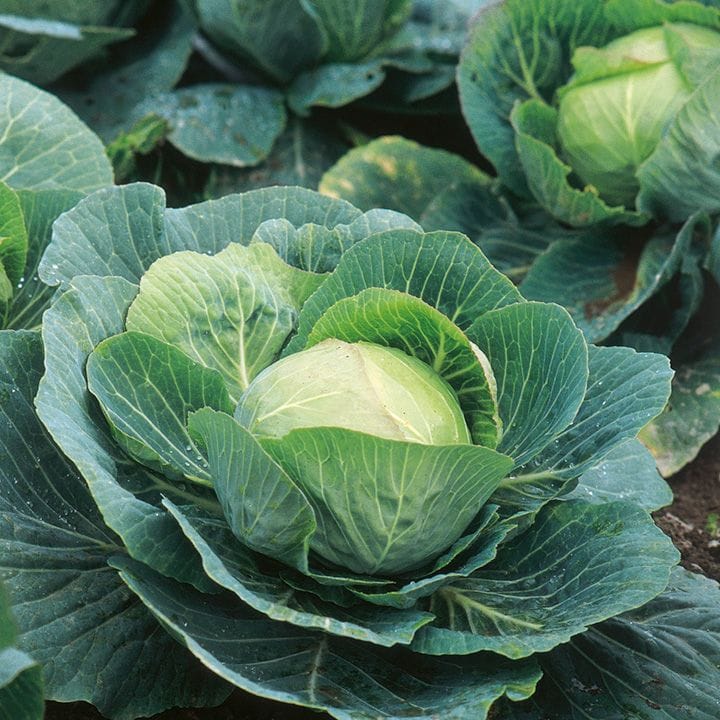 NSC Cabbage variety GOLDEN ACRE Truthfully labelled Seed