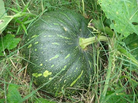 NSC Pumpkin variety PPH-1 Truthfully Labelled Seed