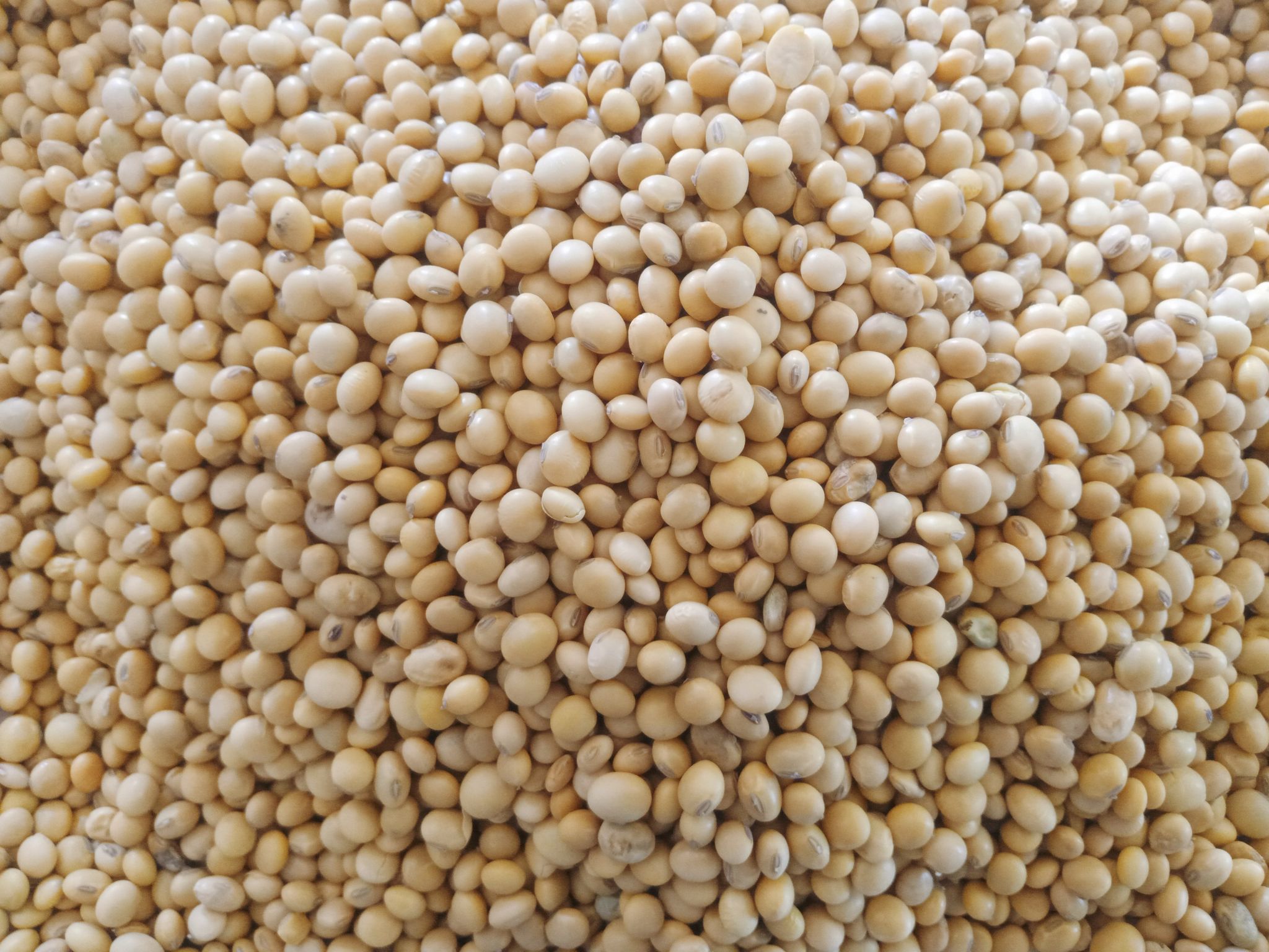Soyabean 1Kg packing