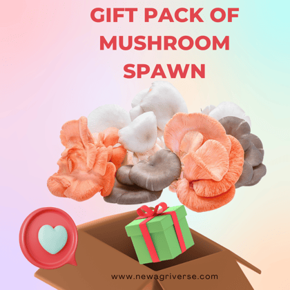 Gift Pack of Mushroom Spawn ( Colorful Mushroom Oyster Mushroom Spawn)