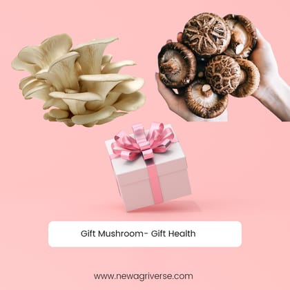 Gift Bucket Of Mushrooms (Oyster and Shiitake Dry Mushrooms Combo GIft Box