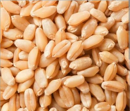 Wheat