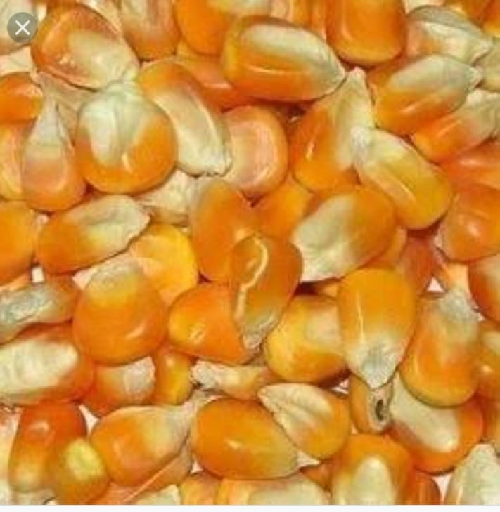 Maize