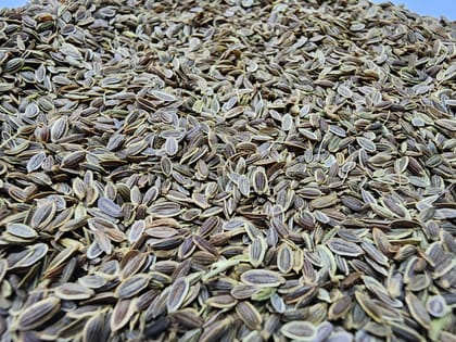 Dill Seeds (Suva)