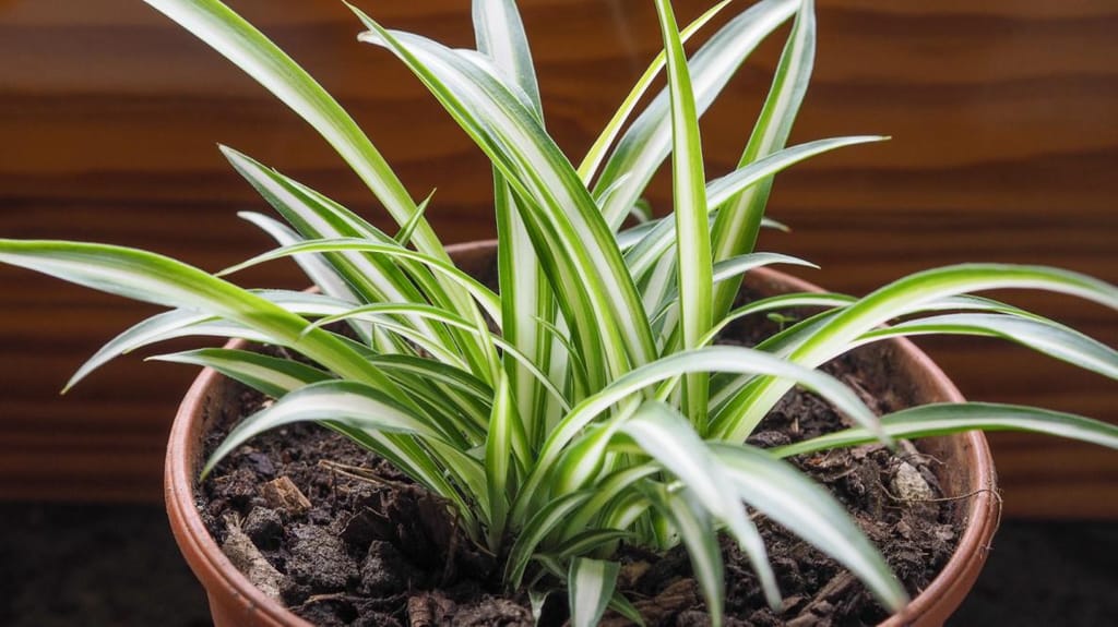 Spider Plants - Flowers | Buy online on ZillyBuy