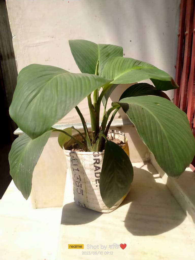 Peace lily - Flowers | Buy online on ZillyBuy