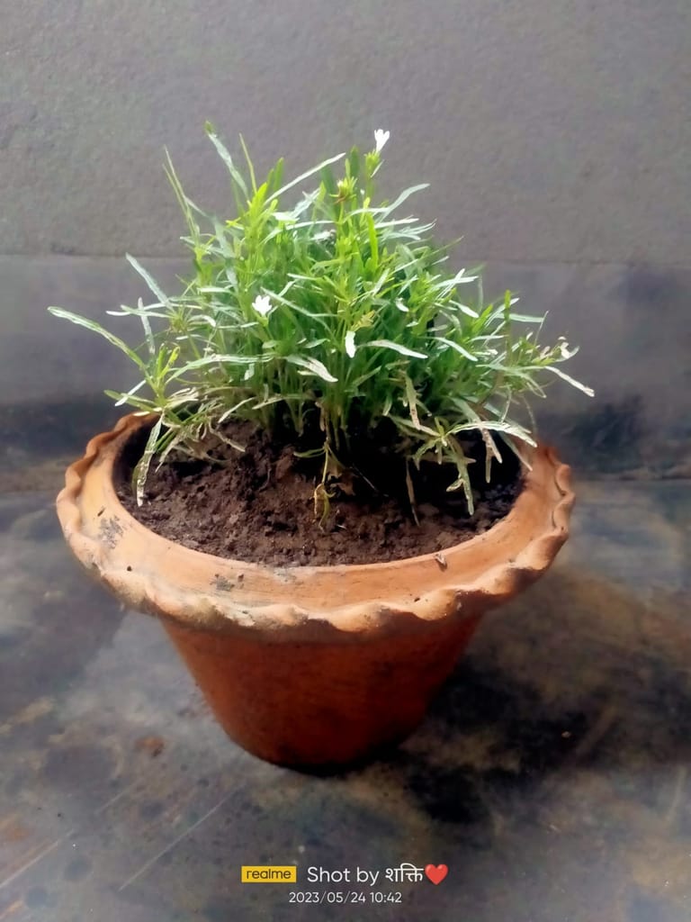 Mini Flower Grass - Flowers | Buy online on ZillyBuy