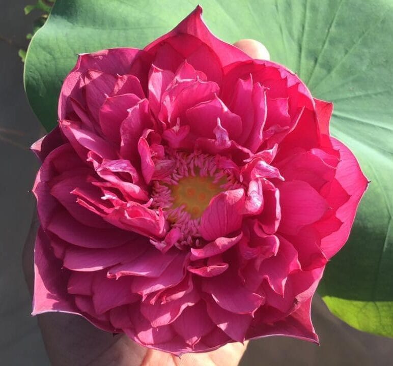 Red Philip Lotus 10 Seeds for Growing