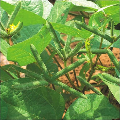 Crop: NSC Black Gram (Urd), Variety: PU-31 Certified Seed