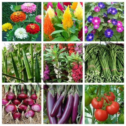 SimXotic Seeds Combo – Flowers & Vegetables Seeds Kit F9.2 (Organic)