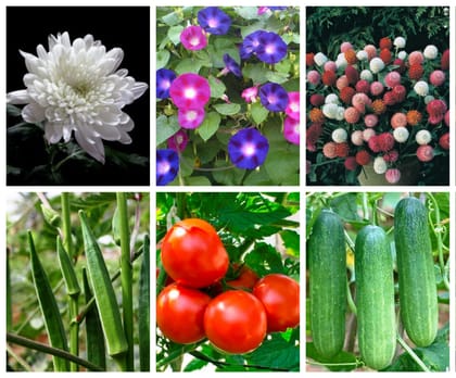 SimXotic Seeds Combo – Chrysanthemum|Ipomea Flowers|Gompherena|Okra Bhindi|Tomato|Cucumber (F9.3)