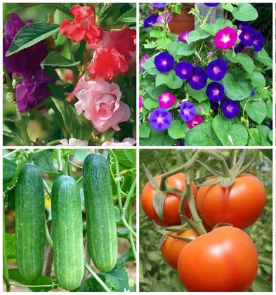 SimXotic Seeds Combo by - Balsam Flowers, Ipomea Flowers (Morning Glory), Cucumber & Tomato (F9.8)