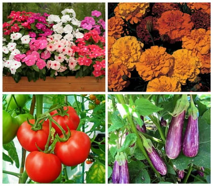 SimXotic Combo of Seeds – Vinca Periwinkle, Marigold Flowers, Tomato & Brinjal Seeds (Organic) F9.14