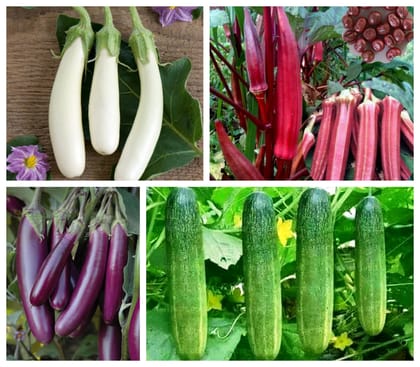 SimXotic Combo of Seeds - Brinjal Purple Long, Brinjal White Long, Cucumber, Okra Red (Organic)