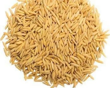 Paddy 6444