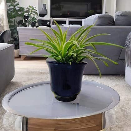 Homefrills Small High Glossy Blue Colour Ceramic Planters Pots for Indoor & Outdoor Home, Garden, Office Decor,Balcony Planters Pot Gamla Size-14 * 13 cm Colour-Blue