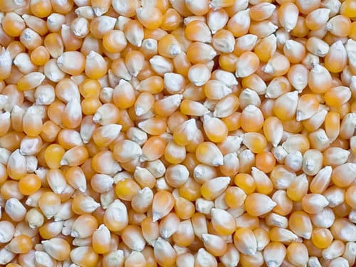 Maize Grain